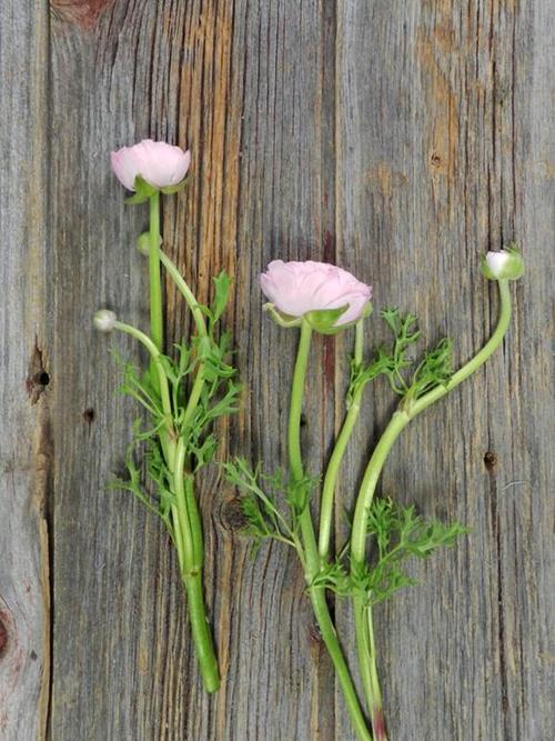 LIGHT PINK RANUNCULUS